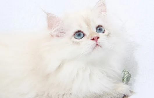 나만없어고양이