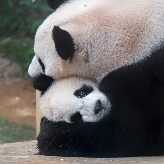 초록이