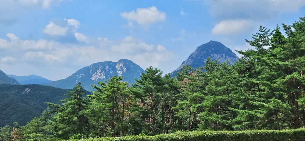 사과