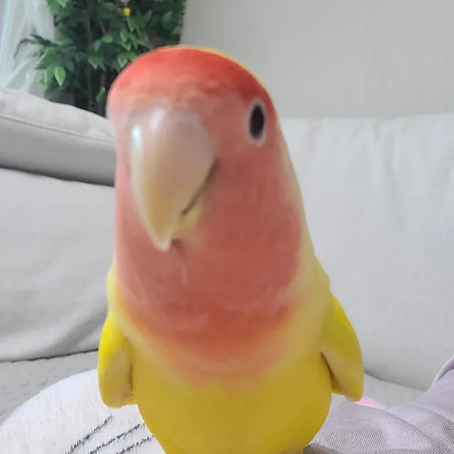 바나나