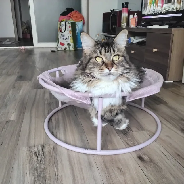 초코