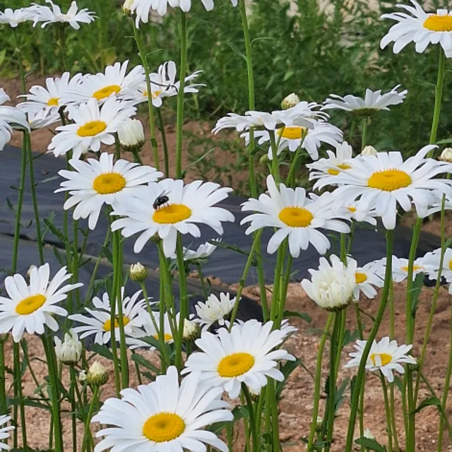들꽃