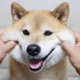 윤지파바