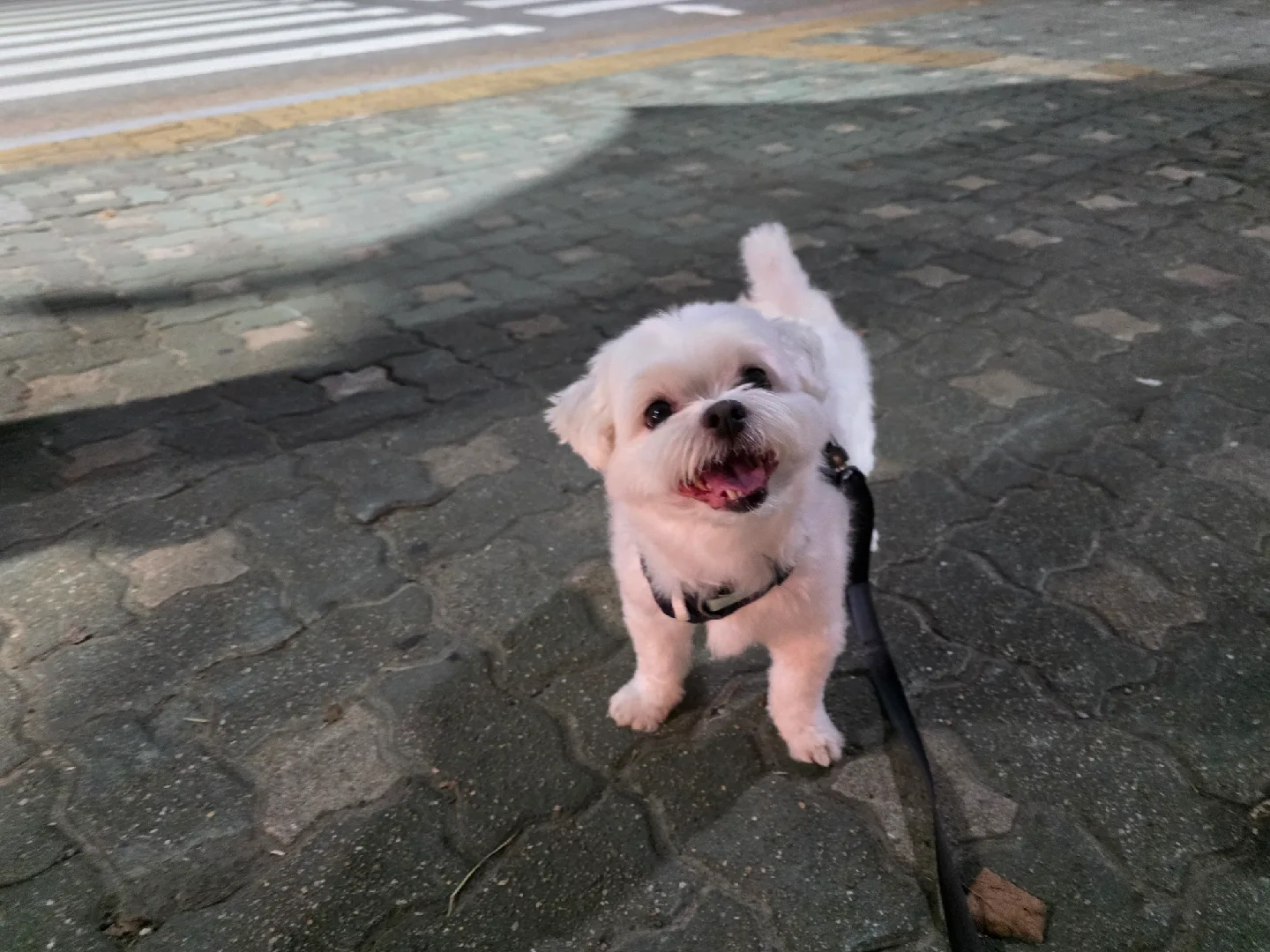 산본산책러