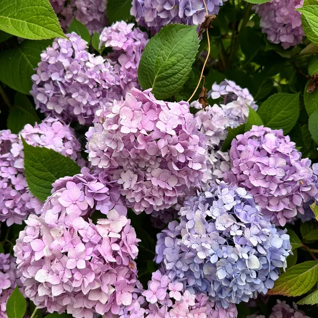 별이