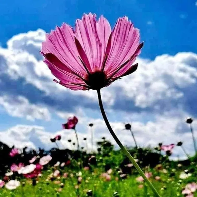 백부장