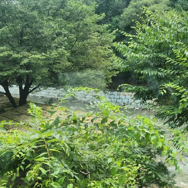 회장엄마