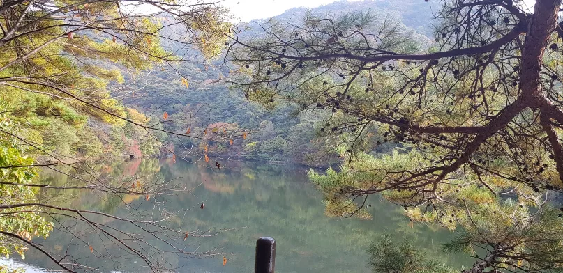 보리