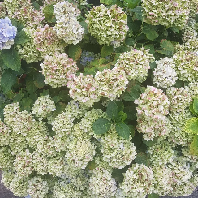 딸딸맘