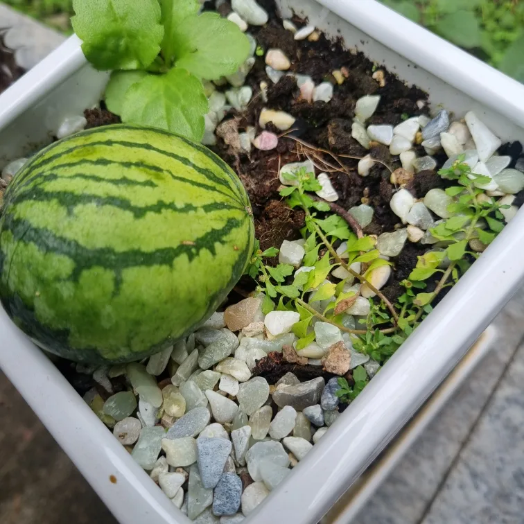 토토
