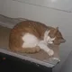 양양