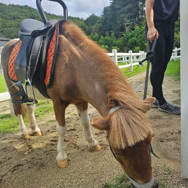 햇빛