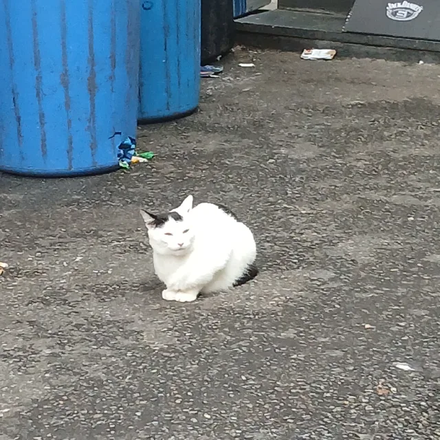 초코밍