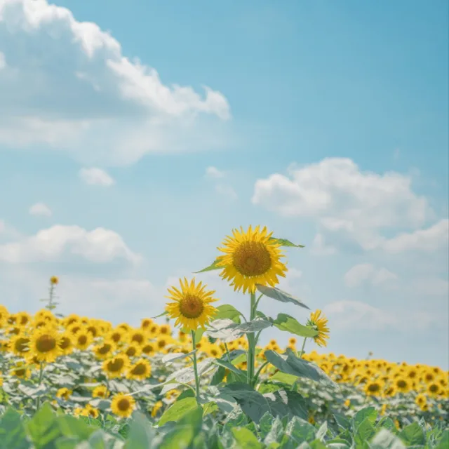 해바라기