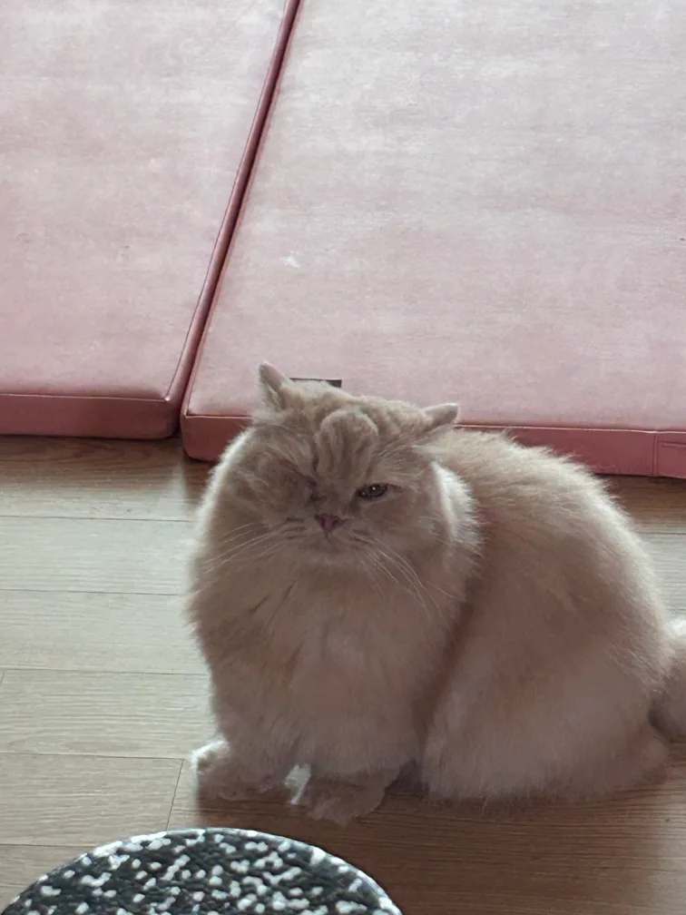 오스칼