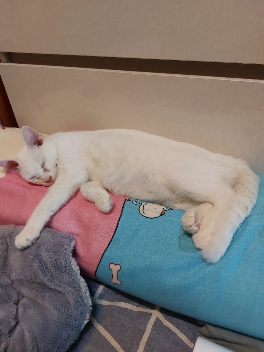 배추김치뉨
