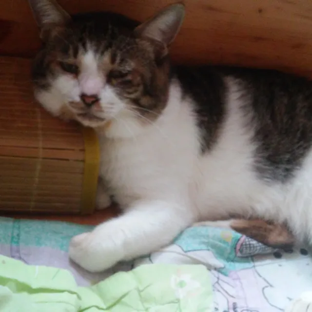 냥이