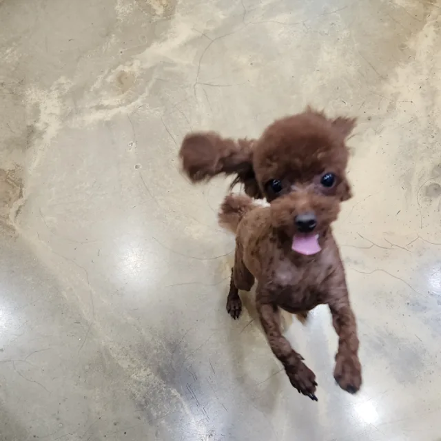 봄봄
