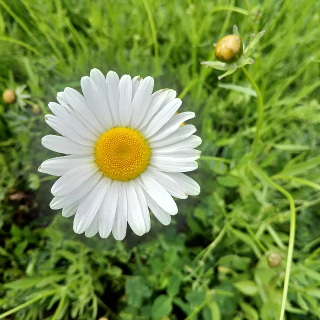 가을비