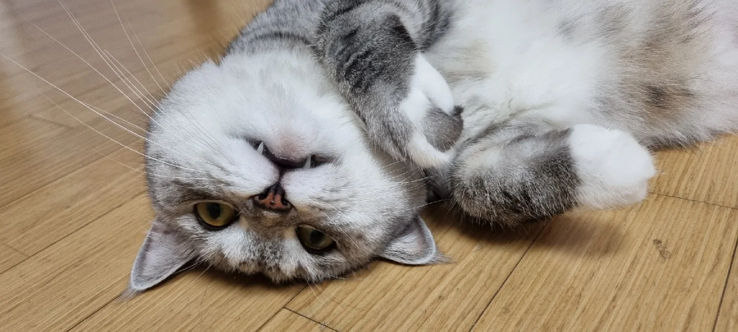 체리콜라