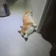 조슈아