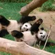 러바러바옹