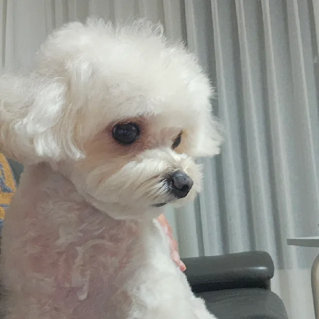 오늘저녁은순대국