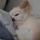 옐로우팝팝