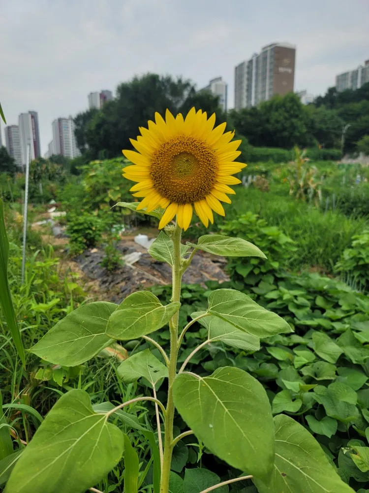 오네뜨