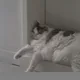 몽이아빠
