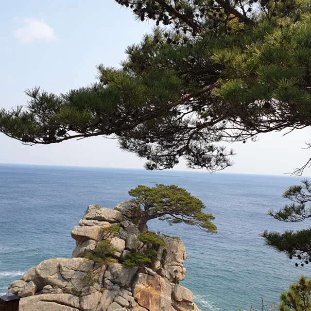 소나무