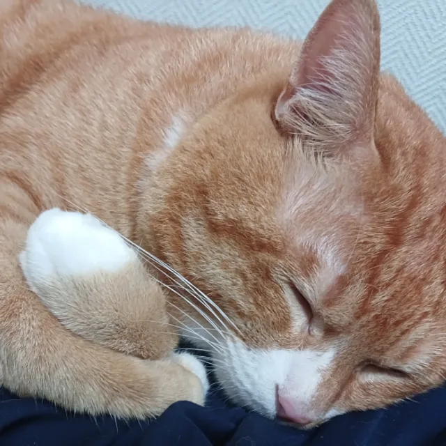 오프라