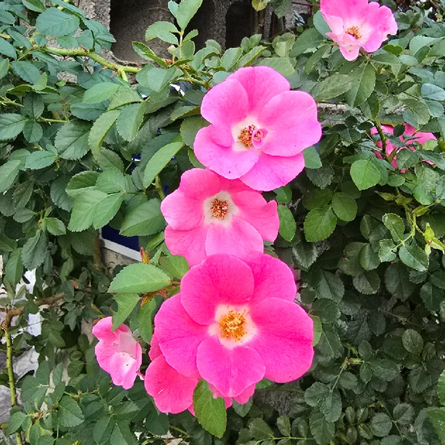 청풍명월
