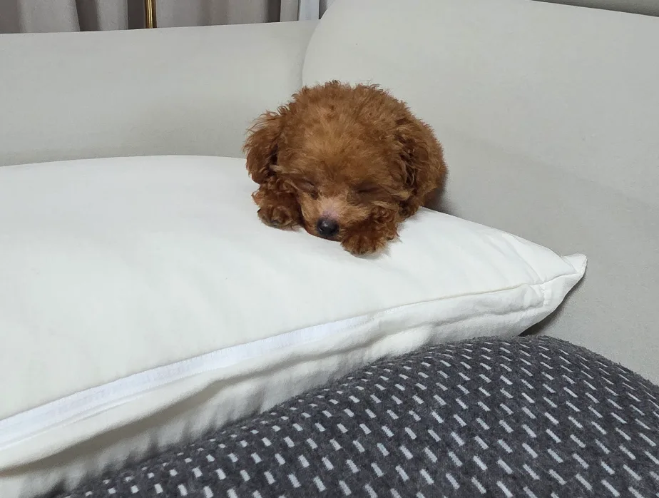 마루아빠