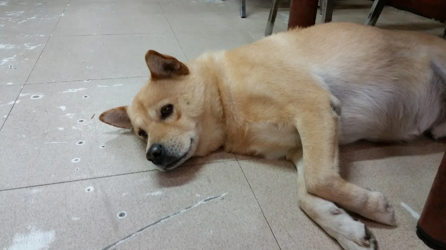 중고