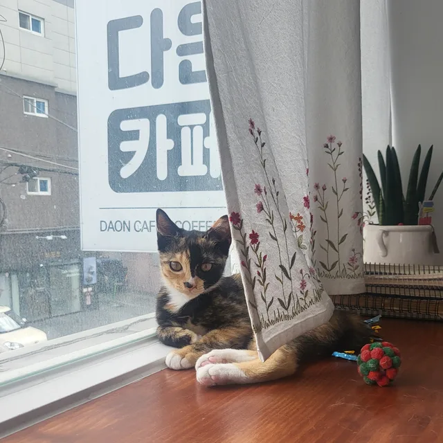 구포너구리