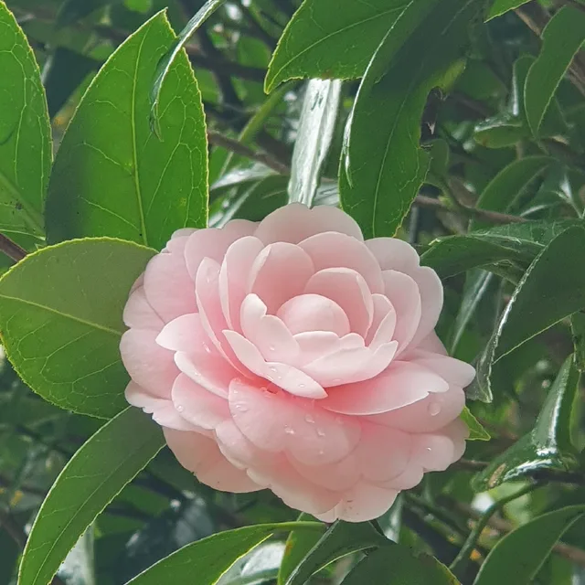 동백