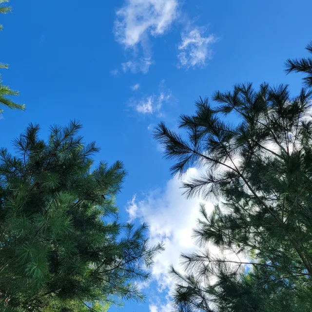 청명한