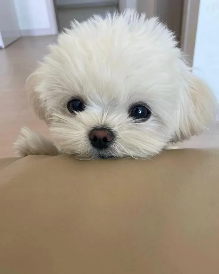 화목