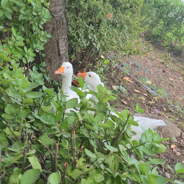 애플포도