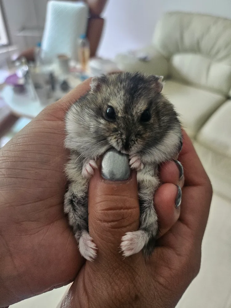 장안맘둥