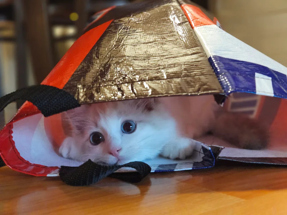 모카밀키맘