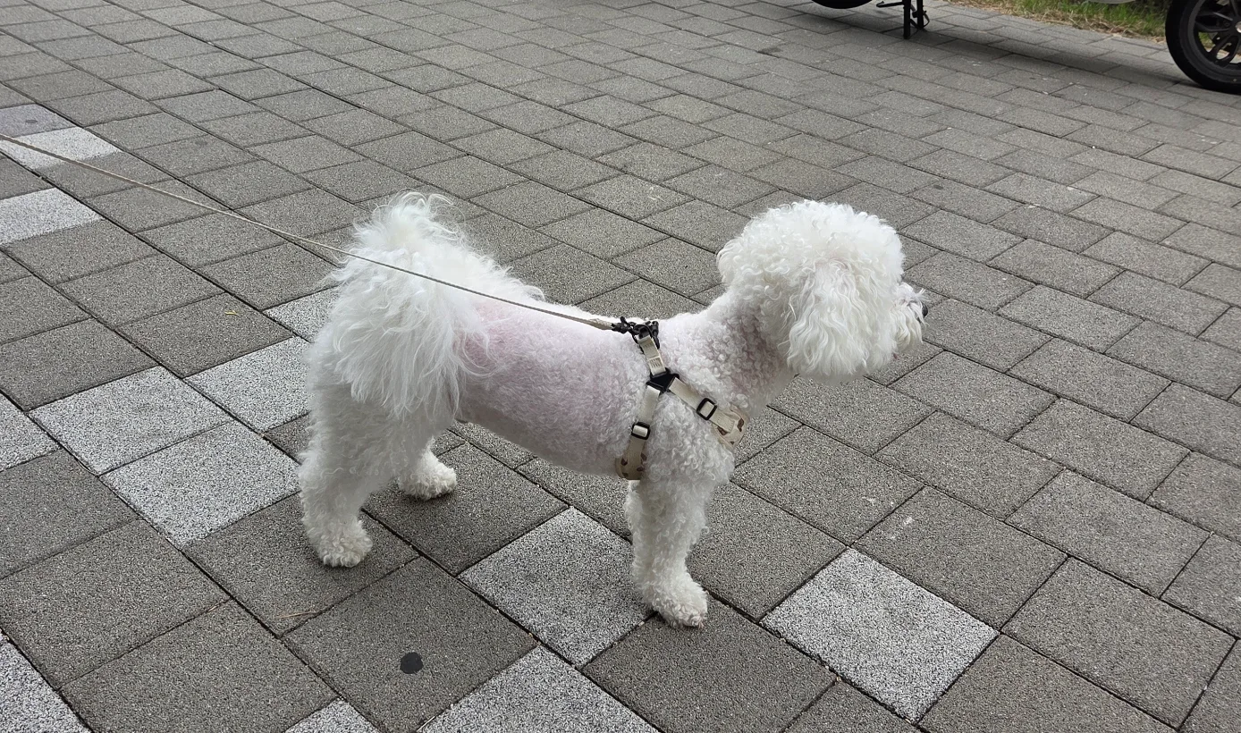 안구