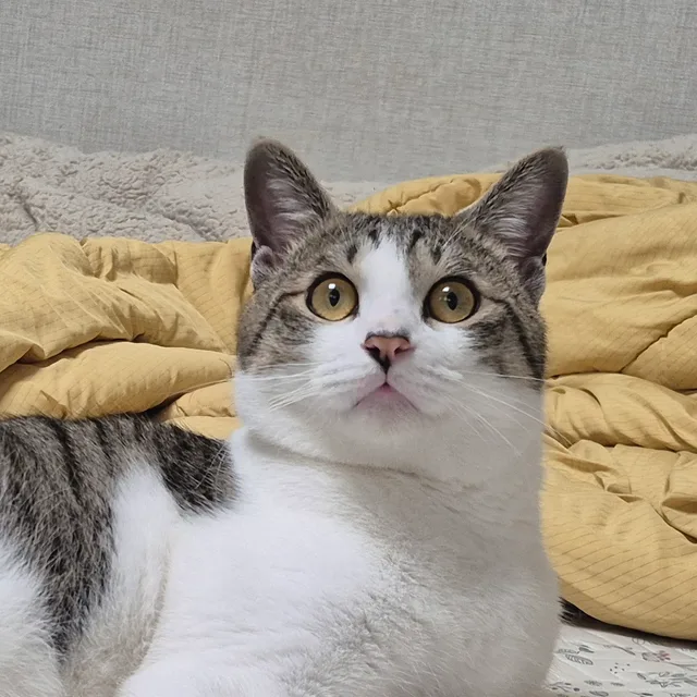 백이배기