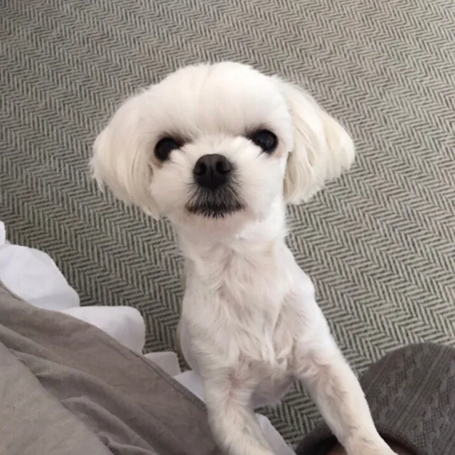 사랑스런윰
