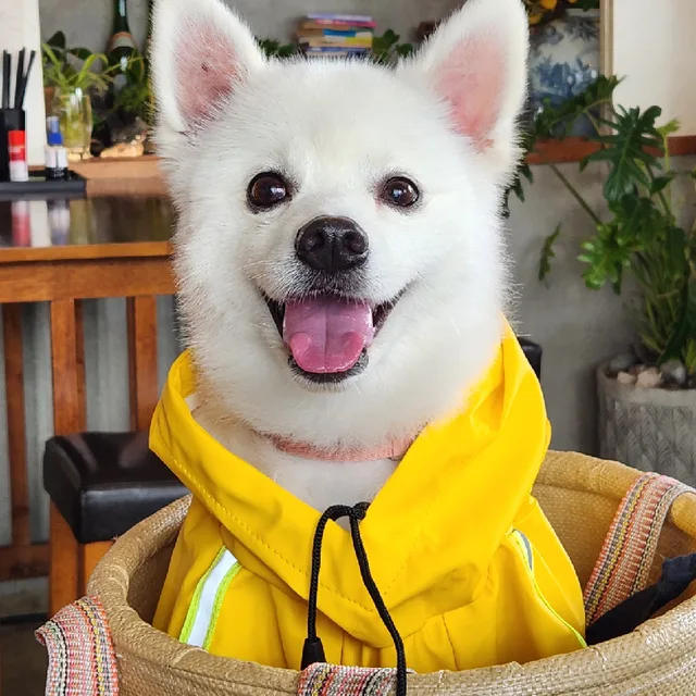 달고미