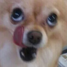 하면하지