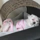 부냥이