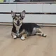 호비짱