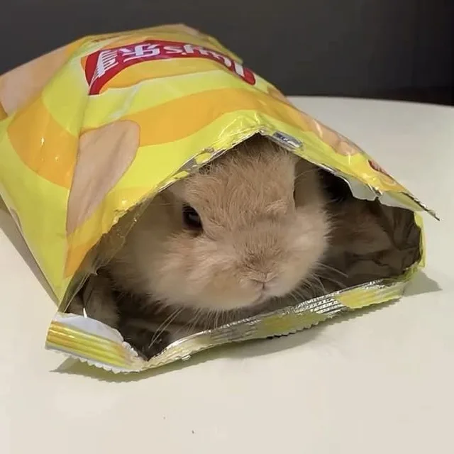 곰토끼